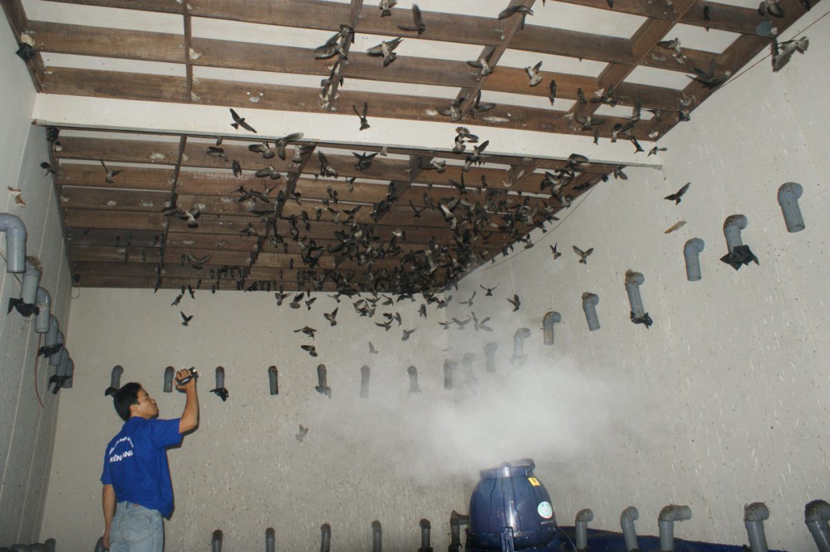 Huong dan cach xay dung nha nuoi yen don gian, hieu qua